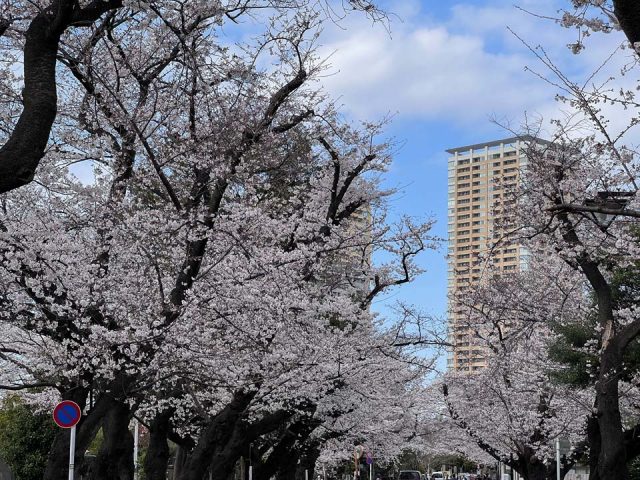 東京都台東区の防音賃貸マンション「ミュージションテラス谷中」